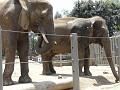 Zoo P1010969